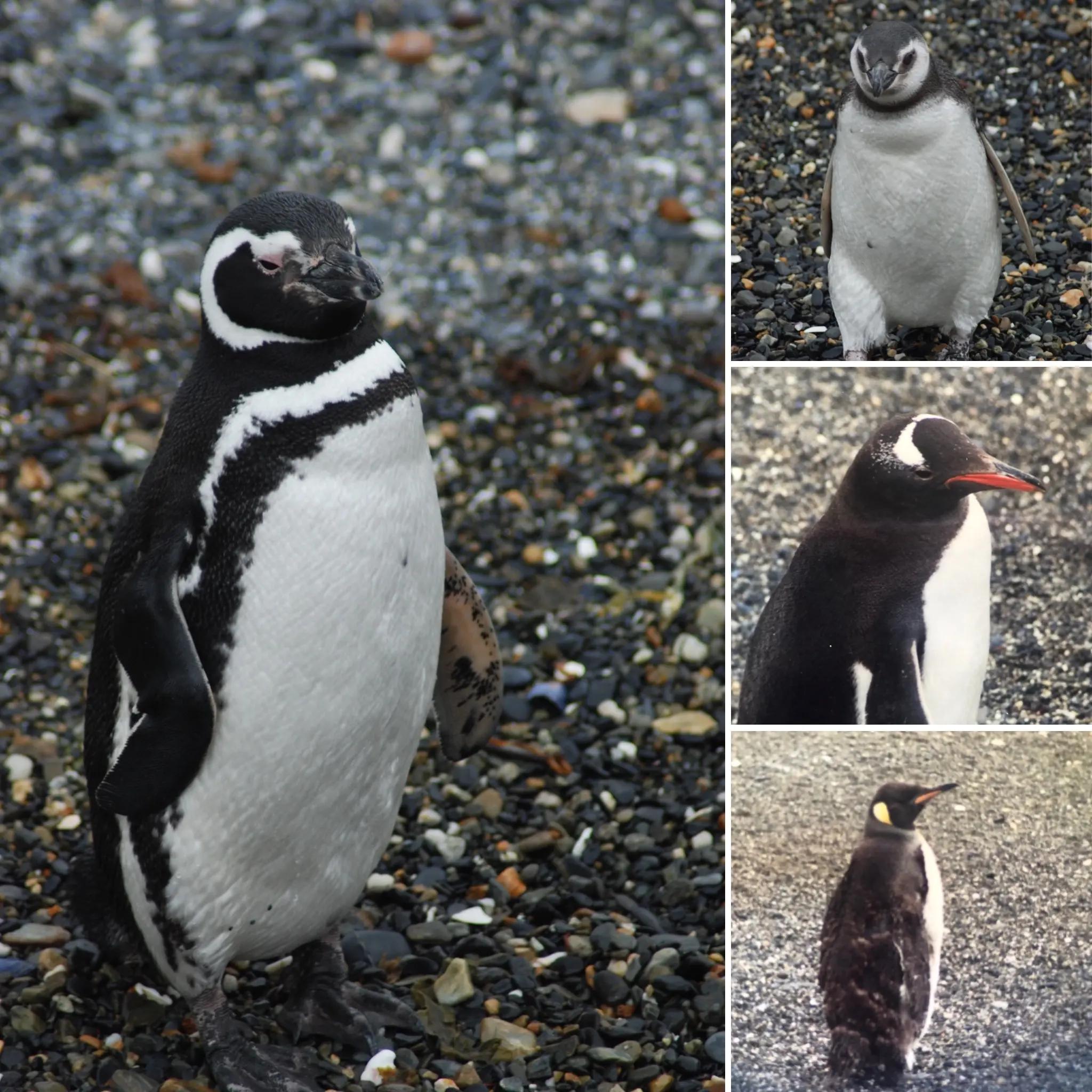 Navegación Pingüinera